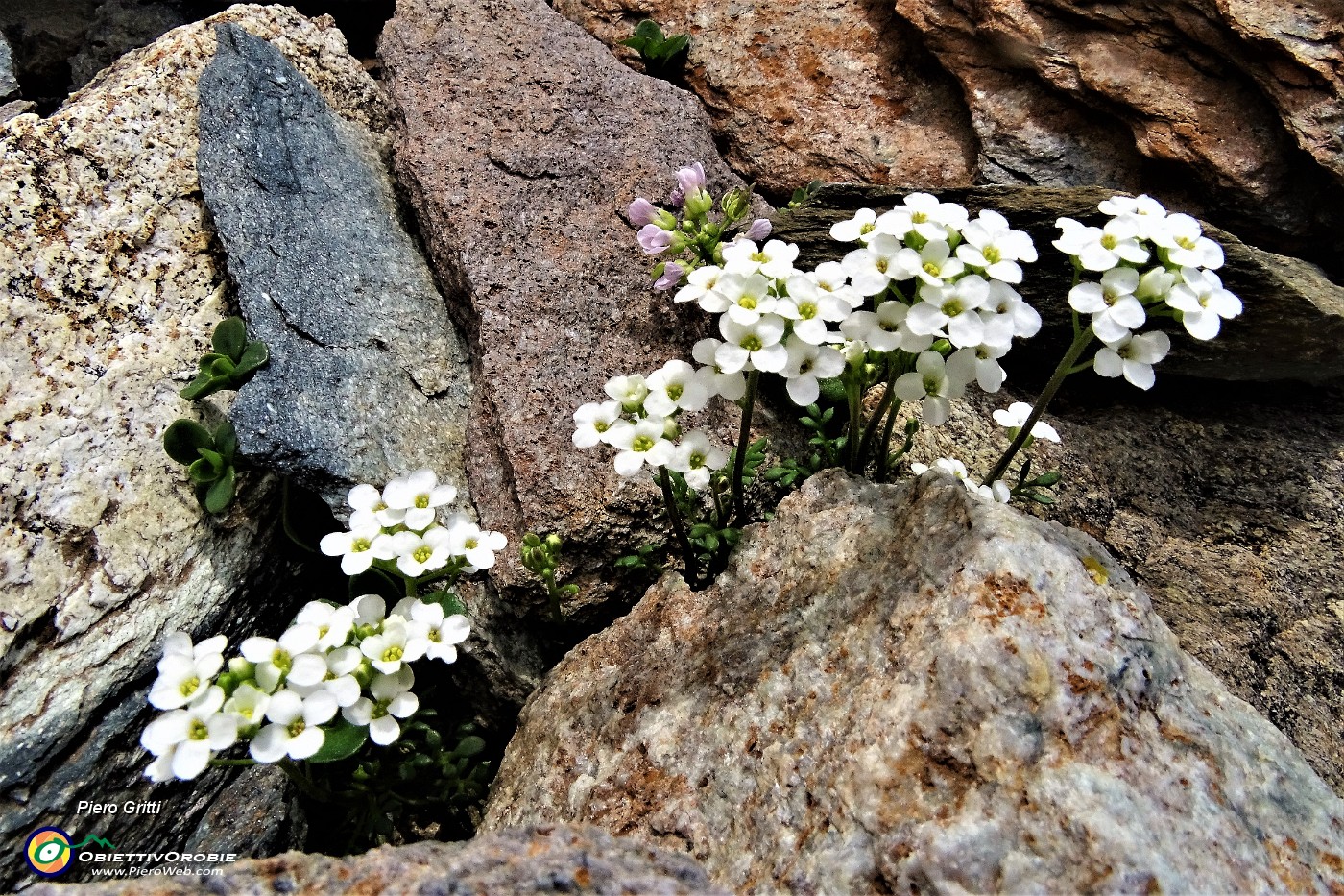 72 Iberidella alpina (Hutchinsia alpina) tra le rocce .JPG